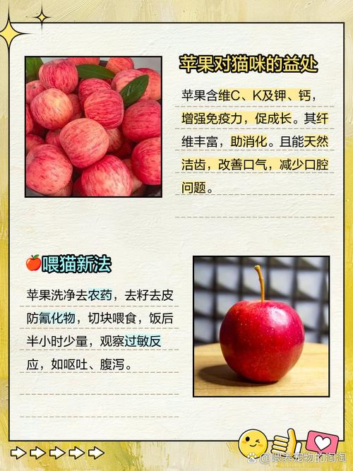 两个半月的小猫咪吃苹果能吃苹果不弄成多大的框框