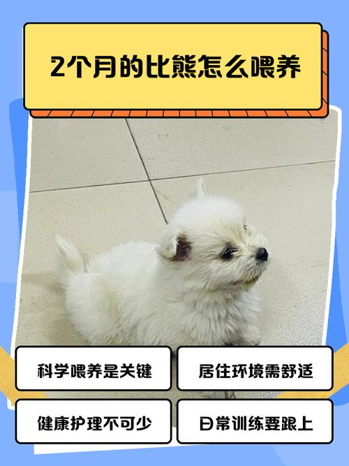 2个月萨摩耶每顿吃多少