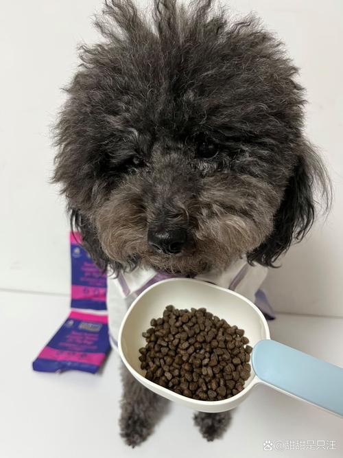 两个月泰迪吃多少狗粮