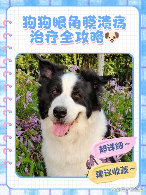 狗狗皮肤烂了一个洞