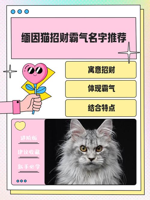 公猫好听稀少的名字