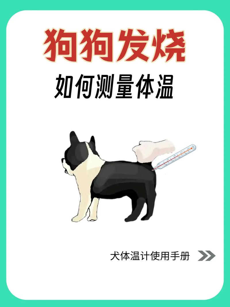 狗狗怎么测体温啊,要测到哪里?