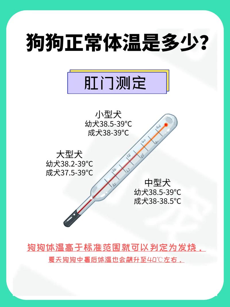 狗狗发烧如何测量体温?