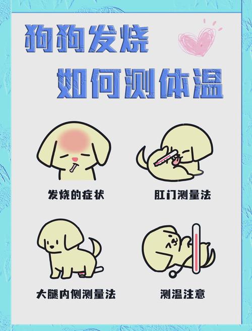 狗狗怎么量体温