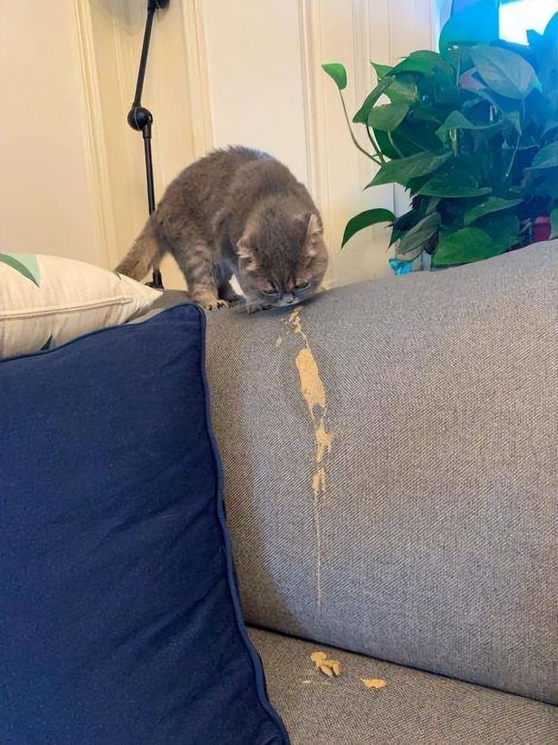 猫咪大小便失禁奄奄一息
