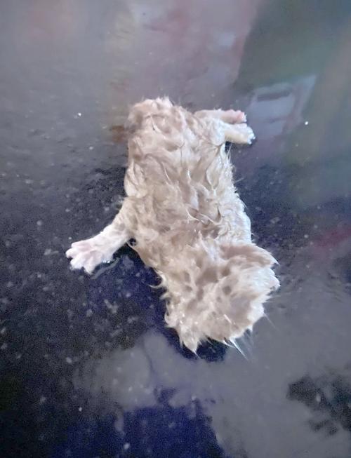 猫临死前的征兆大小便失禁
