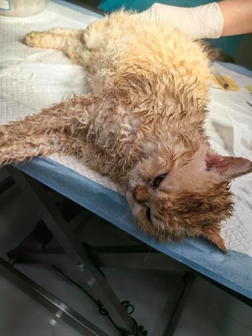 猫咪被主人打出屎来了,怎么办?
