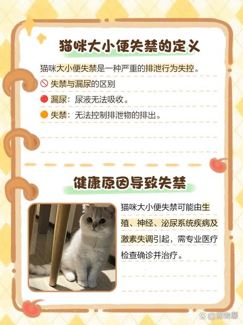 猫咪受到惊吓后导致大小便失禁,该怎么办?