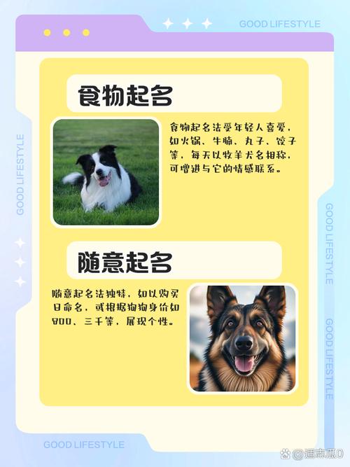 好听的狗狗中文名字