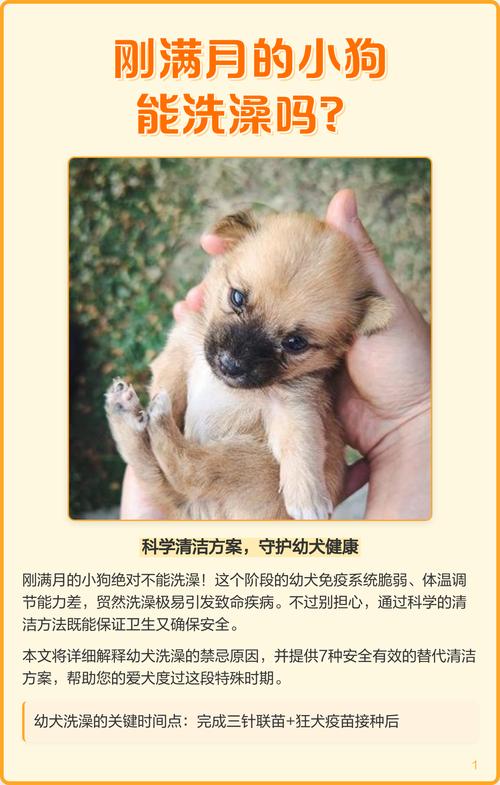 两个月的马尔泰可以洗澡吗