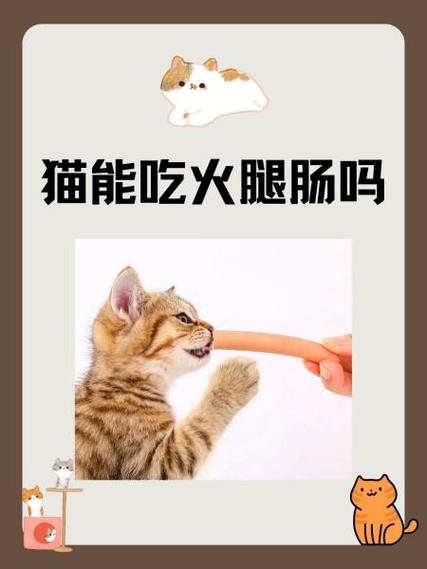 2『4』个月幼猫可以喂火腿肠么?