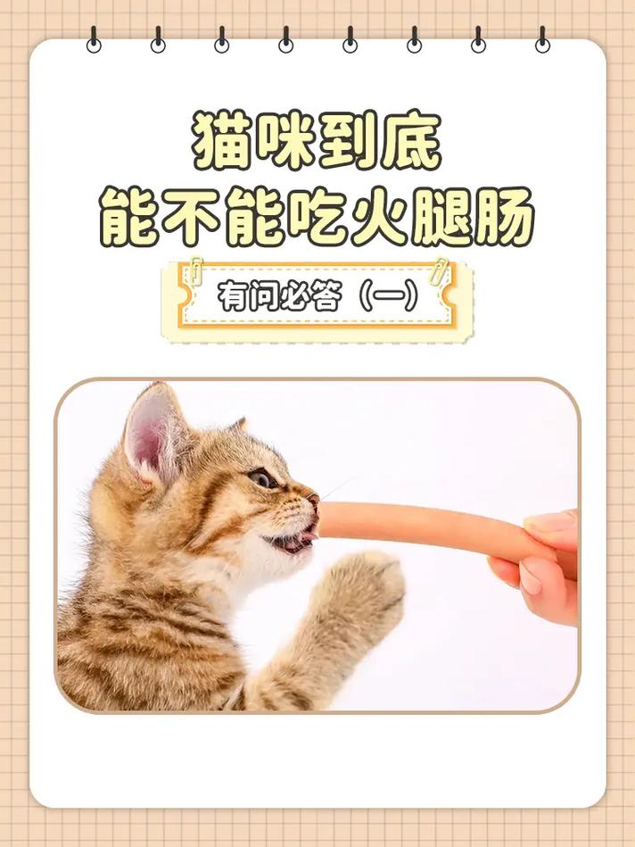 为什么小猫咪不能吃火腿肠?