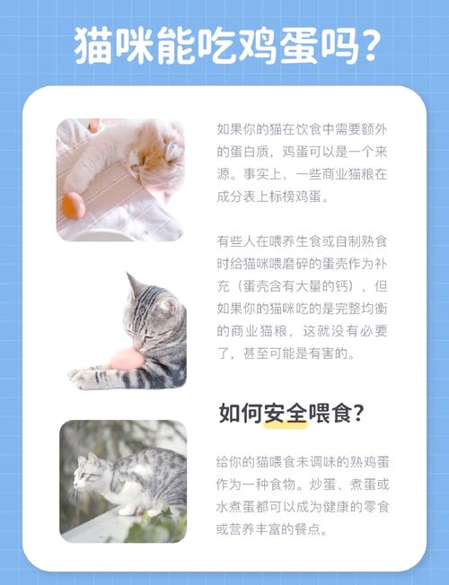 猫咪能吃鸡蛋么?能吃多少?怎么吃?