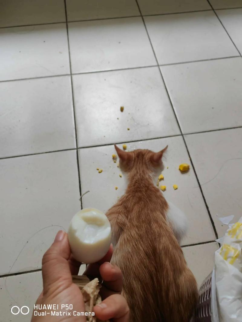 三四个月的猫咪能吃煮鸡蛋吗?