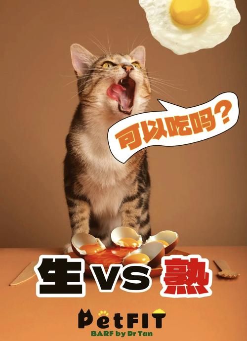 猫咪能吃鸡蛋吗