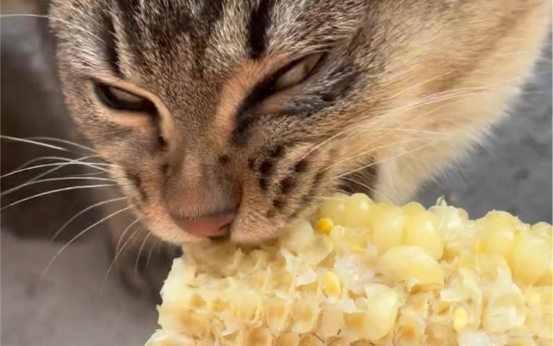 猫咪可以吃煮熟了的玉米吗?