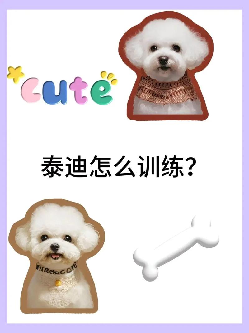 泰迪犬怎么养才听话1