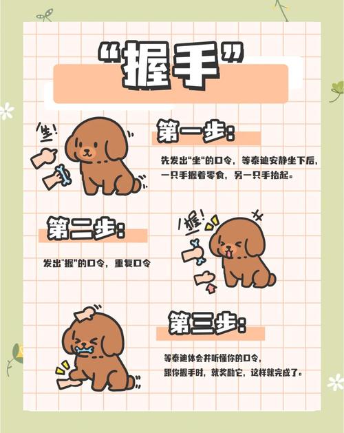 泰迪犬怎样训练才会听话?