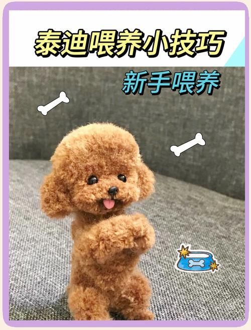 小泰迪很活泼很调皮怎么让它温顺听话