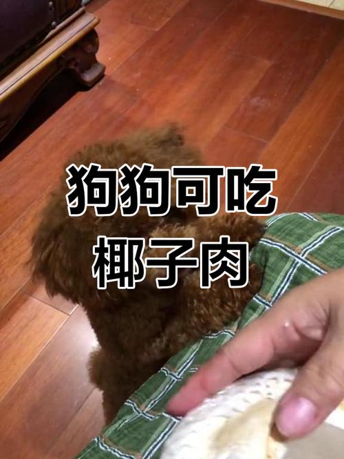 狗狗可以吃椰子肉吗