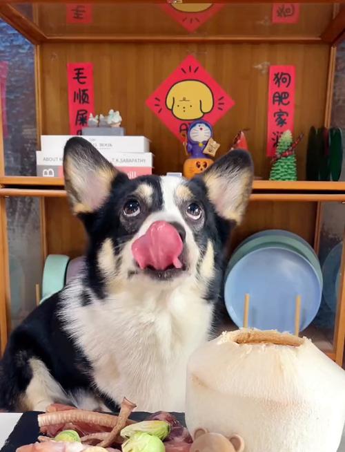 狗狗能吃椰子吗