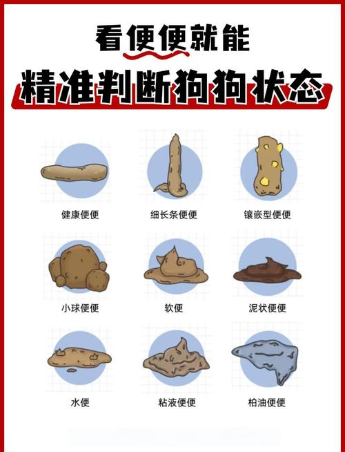 狗狗老是不大便怎么办