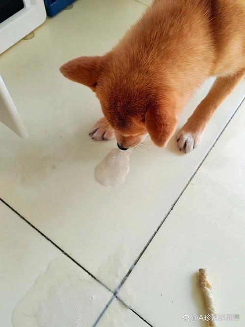 狗狗打完针为什么吐