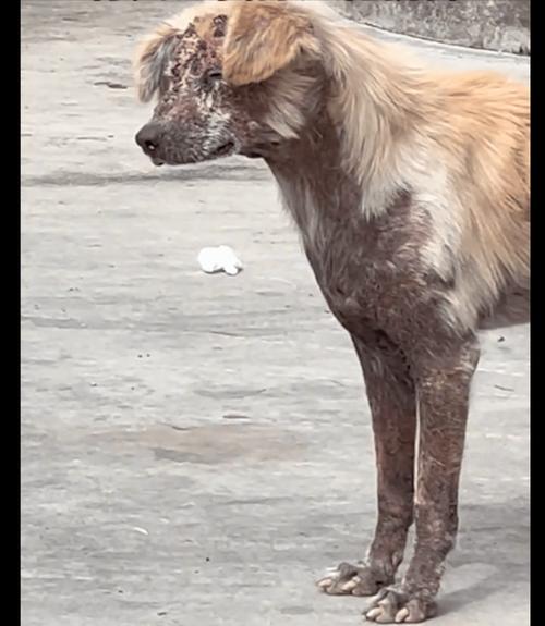 狗被热水烫了会怎么样?