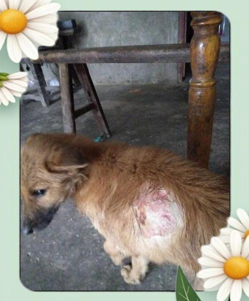 狗狗被烫伤的应急处理