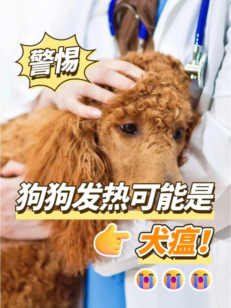 狗体内有炎症反复发烧