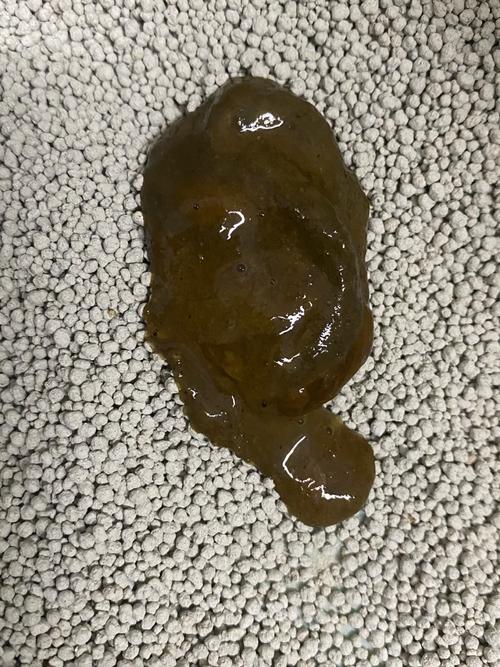 猫咪拉粑粑特别臭