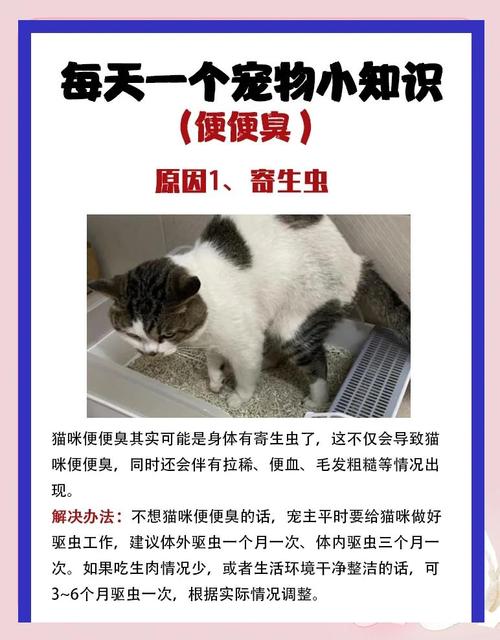 猫拉粑粑特别臭什么原因
