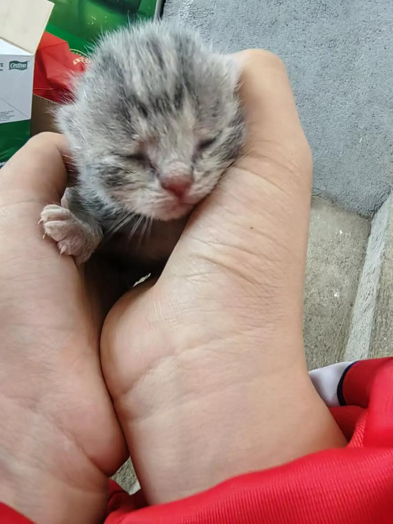 猫咪早产小猫能活吗