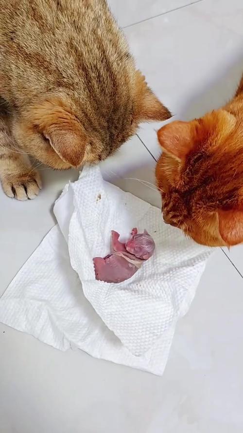 猫早产小猫能活吗