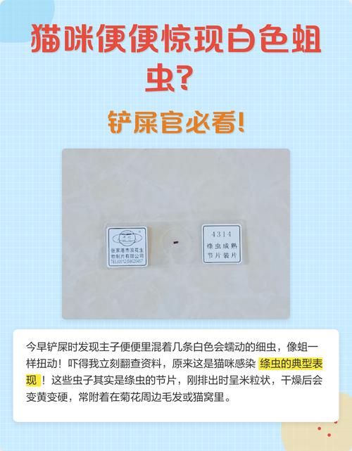 猫有白色虫子像蛆