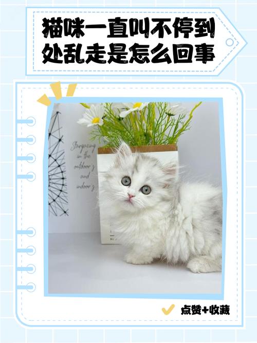 小猫咪一直叫个不停是怎么回事,小猫咪一直叫个不停的原因