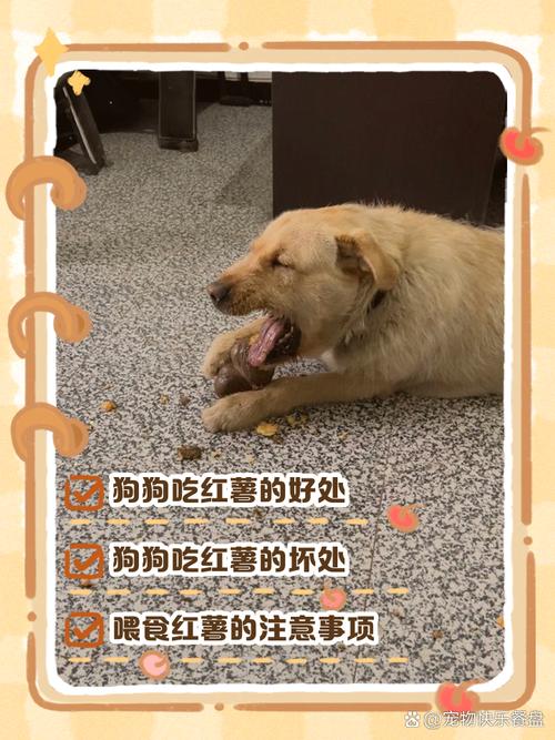 狗怎么吃红薯