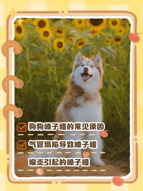 老年狗长时间叫导致嗓子哑了怎么办?