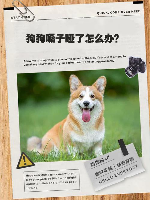 我的狗狗叫的嗓子哑了怎么办?