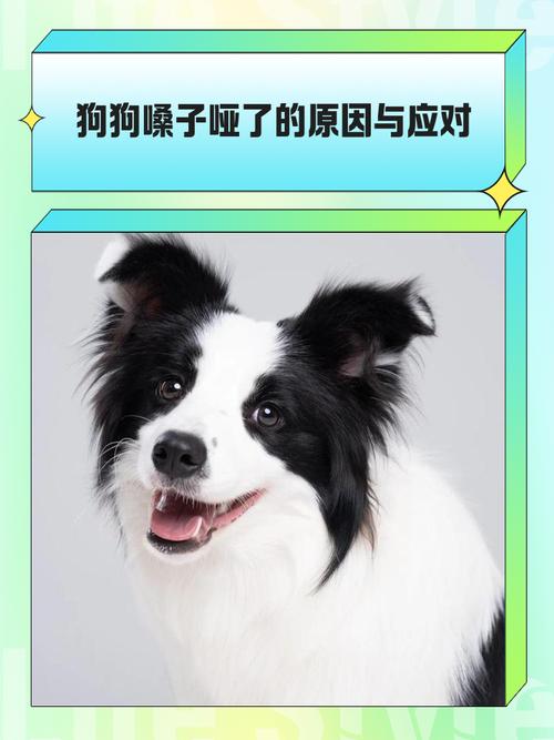 狗狗嗓子哑了怎么办