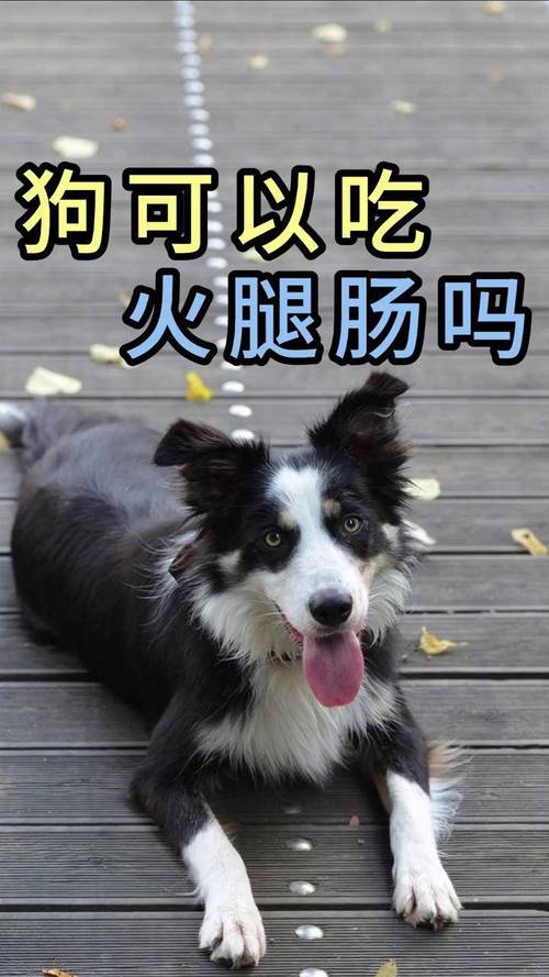 狗狗可以吃双汇火腿肠吗?