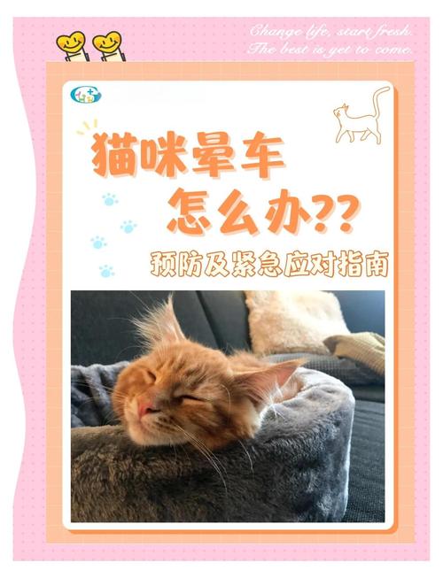 猫咪晕车会自愈吗
