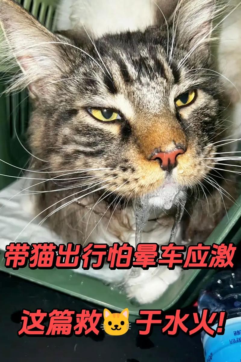 猫咪打完针坐车回家路上就开始吐了怎么办?