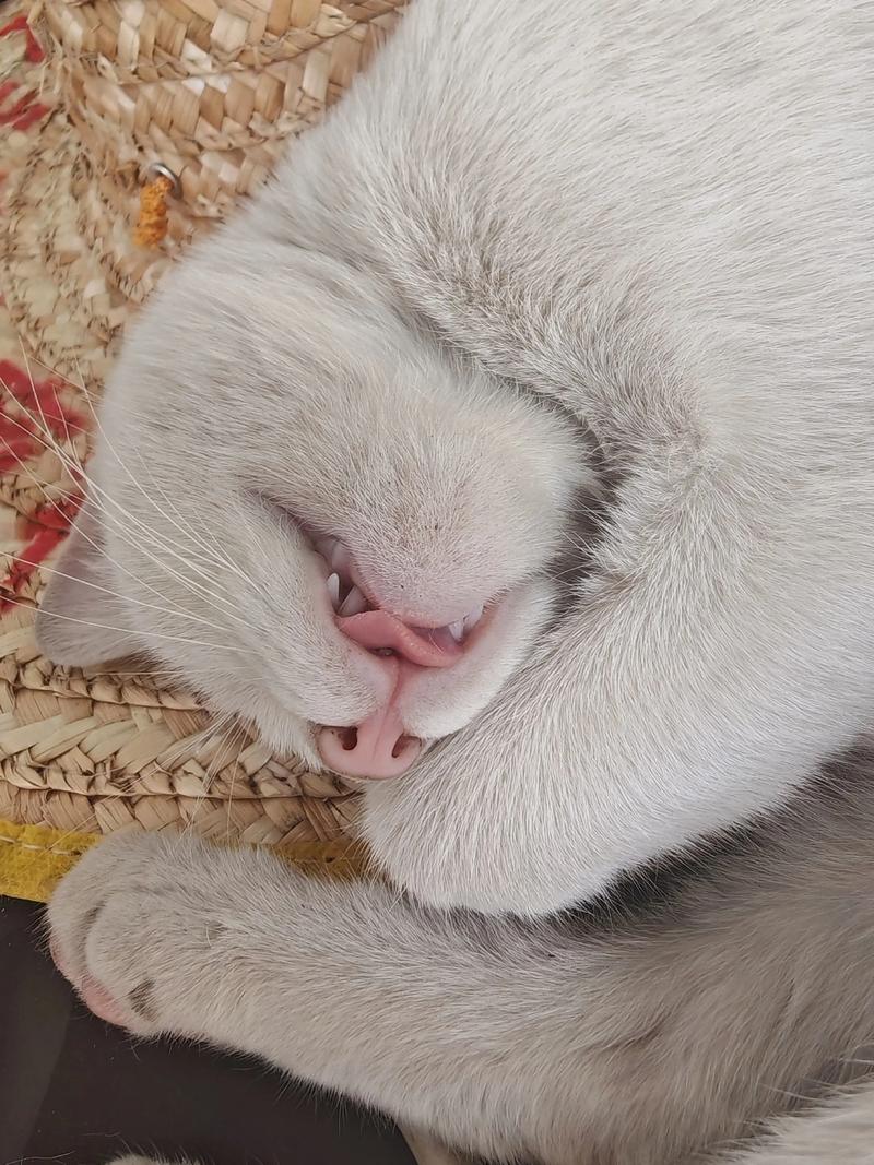 猫咪为什么自己咬舌头睡觉