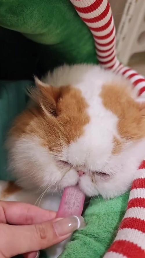 猫咪咬舌头怎么回事