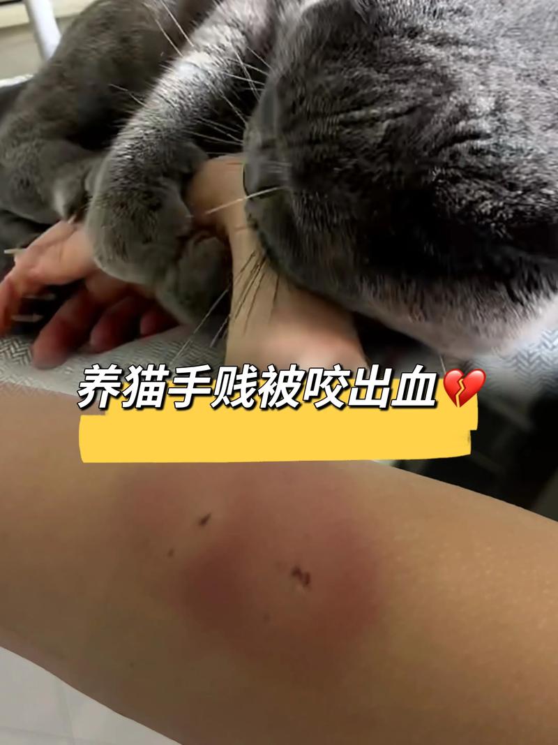 猫碰过蝙蝠要怎么处理