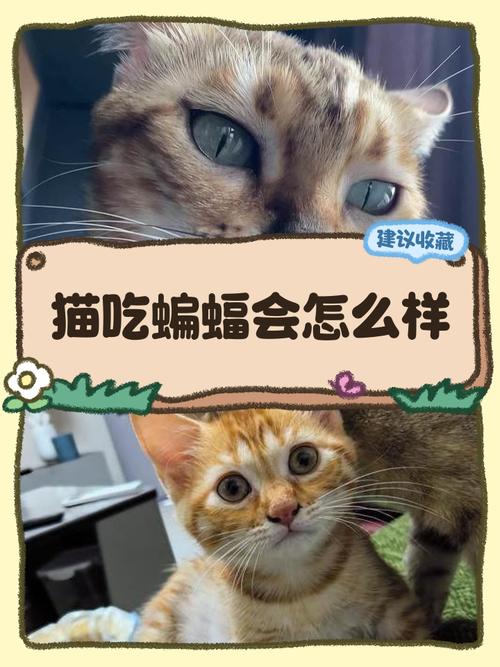 猫咪咬了蝙蝠用肥皂水有用吗