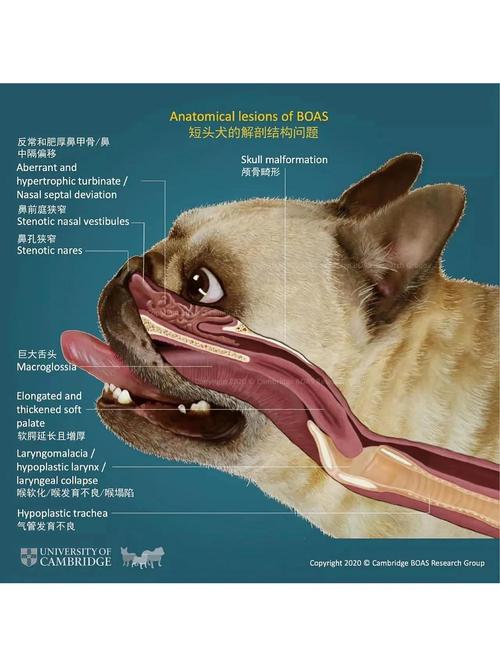 顺丰宠物托运平台靠谱吗
