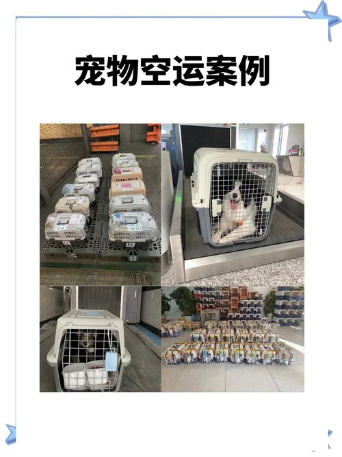 急求助狗狗可以空运到外国吗