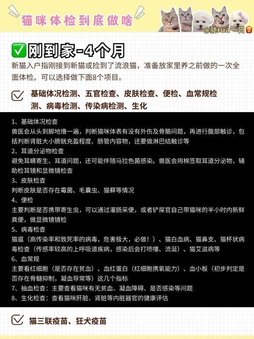 给猫做一次全面体检大约需要多少钱呢?